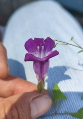 Maurandya barclayana
