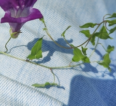 Maurandya barclayana