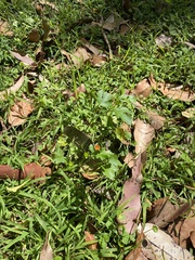 Modiola caroliniana