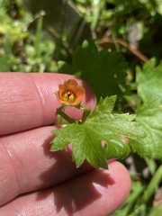 Modiola caroliniana