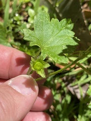 Modiola caroliniana