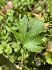 Modiola caroliniana