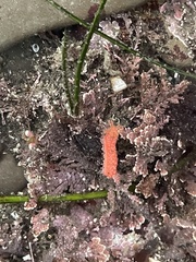 Lissothuria nutriens