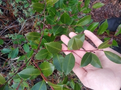 Lyonia lucida