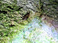 Amphipoda