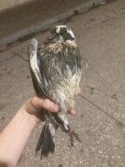 Columba livia domestica