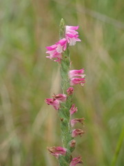 Spiranthes australis