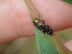 Diphucrania