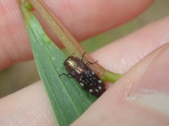 Diphucrania