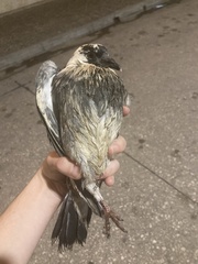 Columba livia domestica