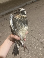 Columba livia domestica