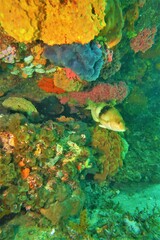 Notolabrus tetricus