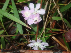 Tripladenia cunninghamii