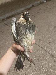 Columba livia domestica
