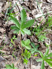 Potentilla recta