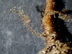 Caprella