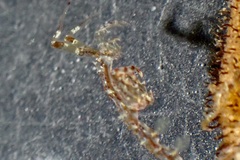 Caprella