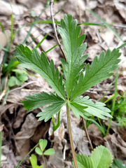 Potentilla recta