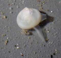 Kellia laperousii