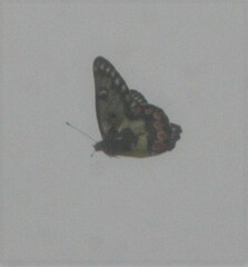 Delias aganippe