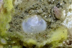 Kellia laperousii