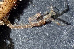 Caprella
