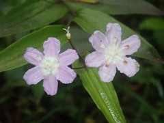 Tripladenia cunninghamii