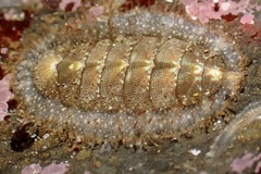 Mopalia