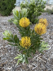 Leucospermum × hybridum