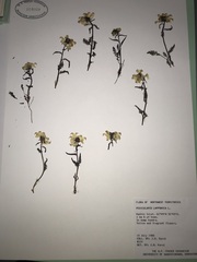 Pedicularis lapponica