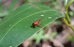 Apoderinae