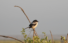 Lanius dorsalis