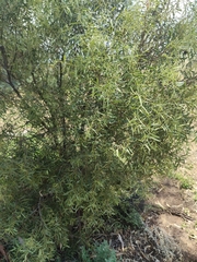 Santalum acuminatum