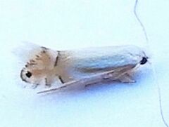 Phyllonorycter quercialbella