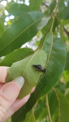 Antimerus punctipennis