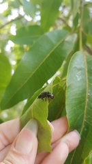 Antimerus punctipennis