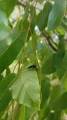 Antimerus punctipennis