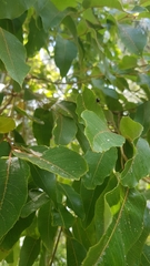 Antimerus punctipennis