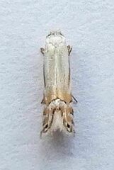 Phyllonorycter quercialbella