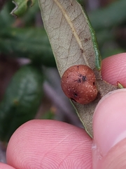 Belonocnema fossoria