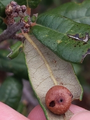 Belonocnema fossoria