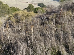 Dipsacus sativus
