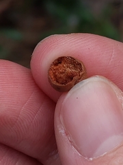 Belonocnema fossoria
