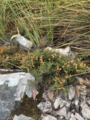 Gleichenia alpina