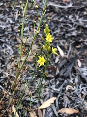 Bulbine semibarbata