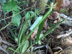 Xylophanes chiron