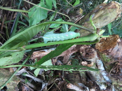 Xylophanes chiron