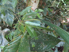 Xylophanes chiron