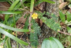 Biophytum sensitivum
