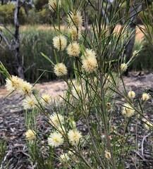 Melaleuca uncinata